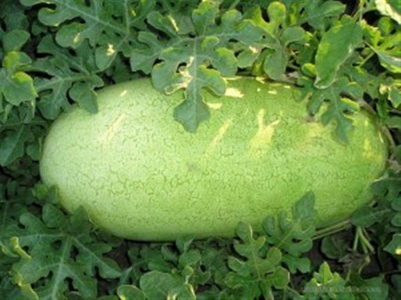 Charleston Grey Watermelon 10 seeds